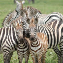 Baby zebras  screen for extension Chrome web store in OffiDocs Chromium