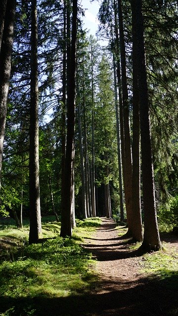 Free download Bach Firs Black Forest -  free photo or picture to be edited with GIMP online image editor