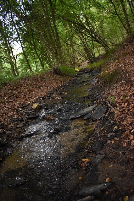 मुफ्त डाउनलोड बाख वन प्रकृति - जीआईएमपी ऑनलाइन छवि संपादक के साथ संपादित की जाने वाली मुफ्त तस्वीर या तस्वीर