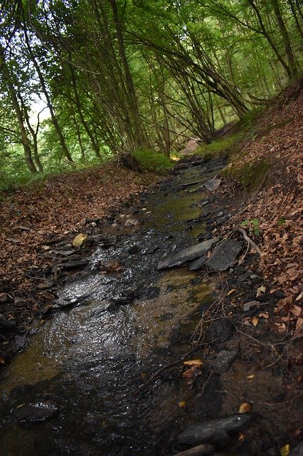 Descărcare gratuită Bach Forest Nature - fotografie sau imagine gratuită pentru a fi editată cu editorul de imagini online GIMP