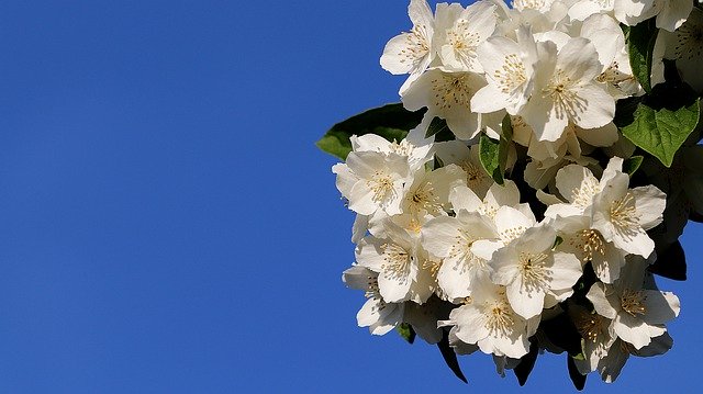 무료 다운로드 배경 Bauer Jasmin Bush - 무료 사진 또는 김프 온라인 이미지 편집기로 편집할 수 있는 사진