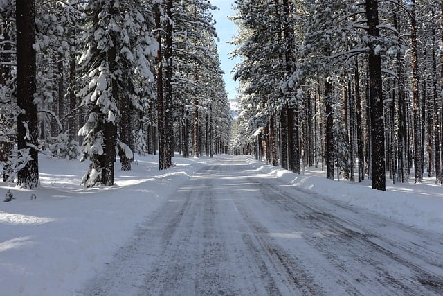 Free download background beautiful cold conifer free picture to be edited with GIMP free online image editor