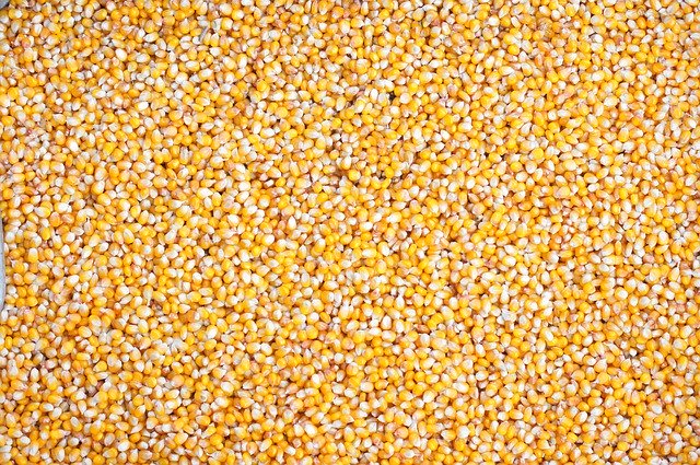 Template Photo Background Corn Seeds -  for OffiDocs