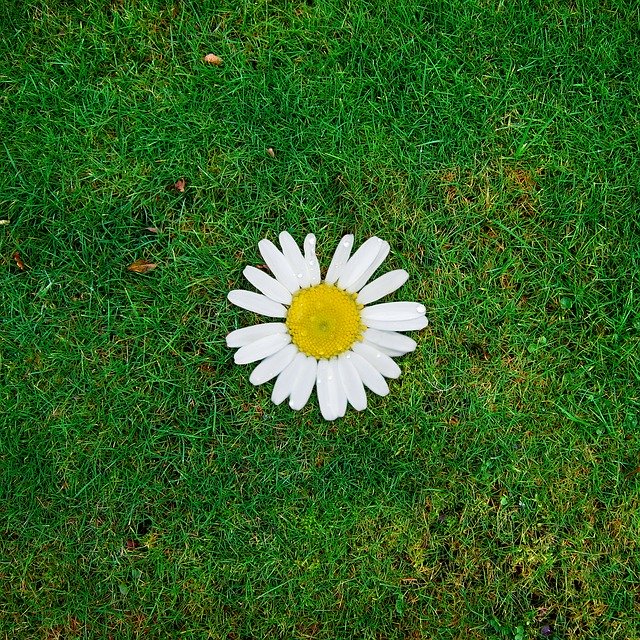 Free graphic Background Daisy Margarite -  to be edited by GIMP free image editor by OffiDocs