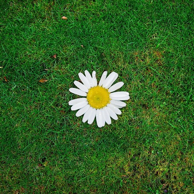 Free download Background Daisy Margarite -  free illustration to be edited with GIMP free online image editor