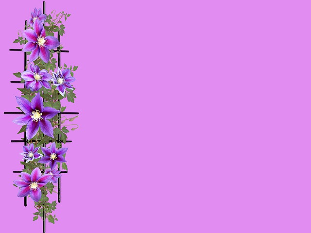 Free download background flowers clematis bloom free picture to be edited with GIMP free online image editor
