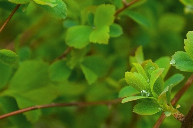 Free download Background Green Leaves -  free photo or picture to be edited with GIMP online image editor