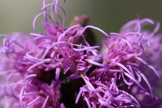 Free download Background Macro Flowers -  free photo or picture to be edited with GIMP online image editor