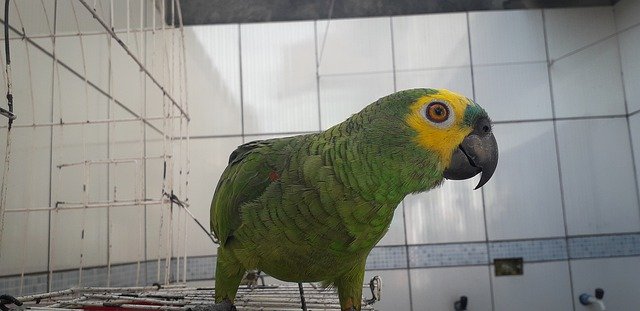 Free download Background Nature Eye -  free photo template to be edited with GIMP online image editor