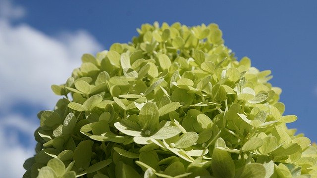 Free download Background Pattern Hydrangea -  free photo or picture to be edited with GIMP online image editor