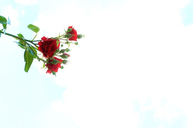 Template Photo Background Rose Nature -  for OffiDocs