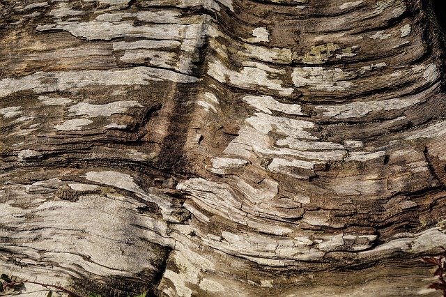 Free download Background Tree Bark -  free photo or picture to be edited with GIMP online image editor