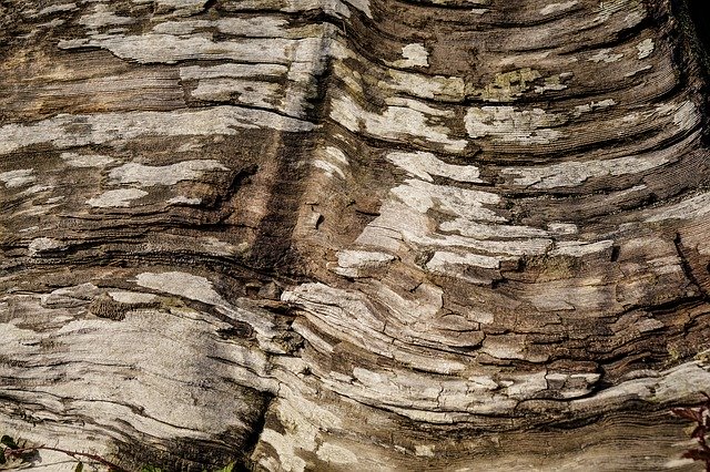 Muat turun percuma Background Tree Bark - foto atau gambar percuma untuk diedit dengan editor imej dalam talian GIMP