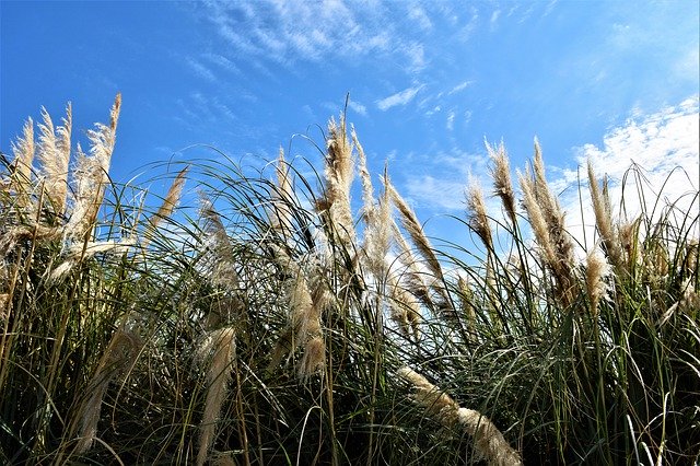 Free download Background Wallpaper Sky -  free photo or picture to be edited with GIMP online image editor