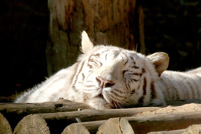 Téléchargement gratuit de la pelle rétrocaveuse Tiger Siesta - photo ou image gratuite à éditer avec l'éditeur d'images en ligne GIMP