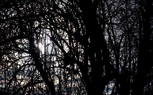 Muat turun percuma templat foto percuma Pokok Cawangan Lampu Latar untuk diedit dengan editor imej dalam talian GIMP