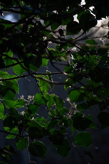 Free picture Backlighting Green Nature -  to be edited by GIMP free image editor by OffiDocs