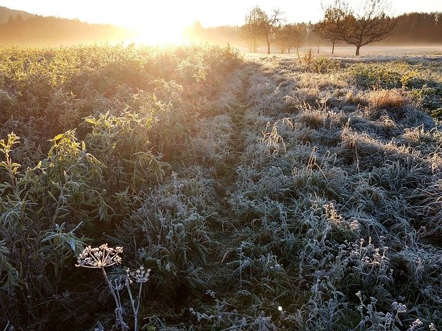 Free download Backlighting Sun Meadow -  free free photo or picture to be edited with GIMP online image editor