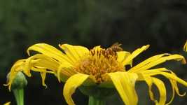 Free download Backwards Garden Insects -  free video to be edited with OpenShot online video editor