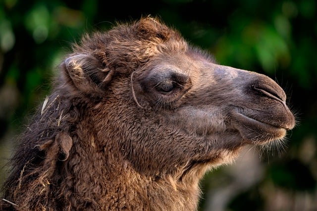 Free download bactrian camel camel animal head free picture to be edited with GIMP free online image editor