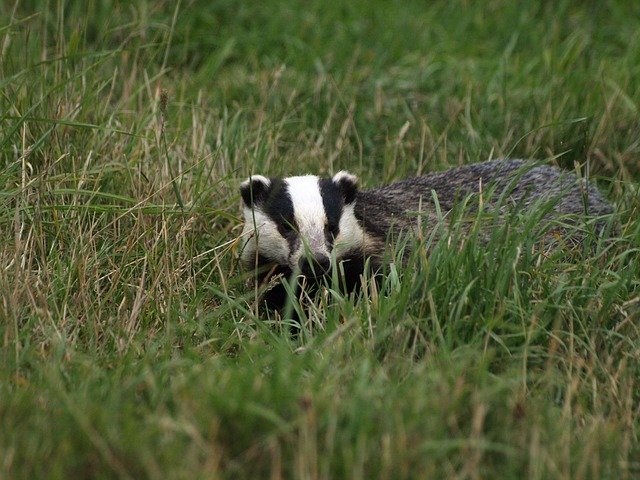 Free picture Badger Animal -  to be edited by GIMP free image editor by OffiDocs