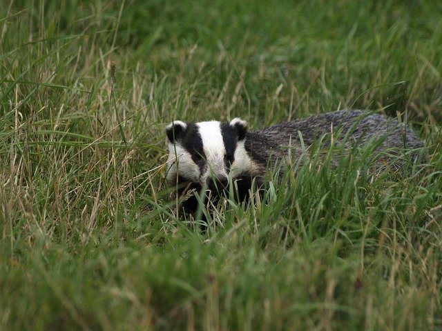 Free download Badger Animal -  free photo or picture to be edited with GIMP online image editor