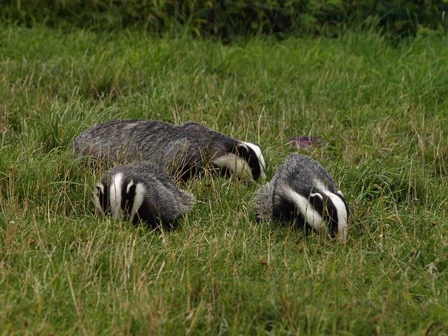 دانلود رایگان Badgers Wildlife - عکس یا تصویر رایگان برای ویرایش با ویرایشگر تصویر آنلاین GIMP