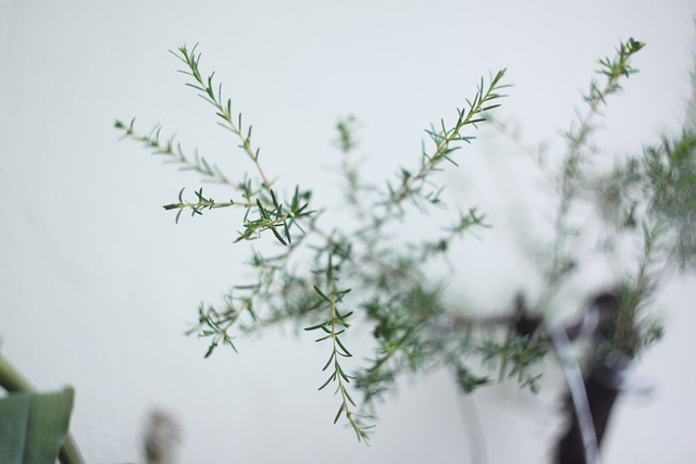 Free download baeckea frutescens mf lens tree free picture to be edited with GIMP free online image editor