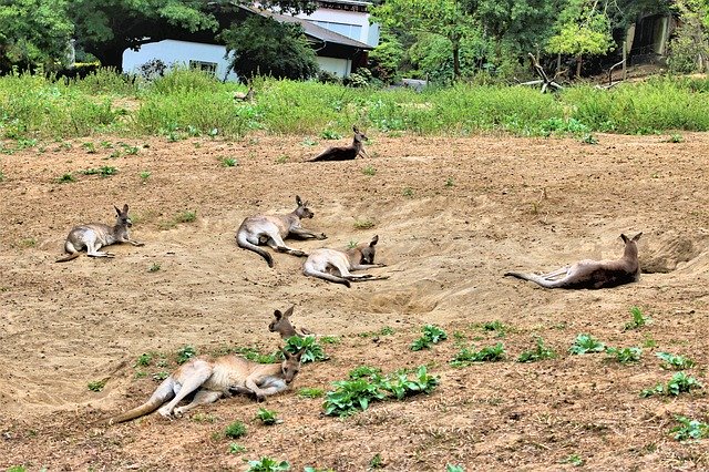 ດາວໂຫຼດຟຣີ Bag Animals Group Animal World ຟຣີແມ່ແບບຮູບພາບທີ່ຈະແກ້ໄຂດ້ວຍຕົວແກ້ໄຂຮູບພາບອອນໄລນ໌ GIMP