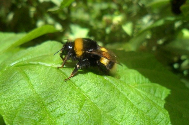 Free download Bag Bee Bees -  free photo or picture to be edited with GIMP online image editor