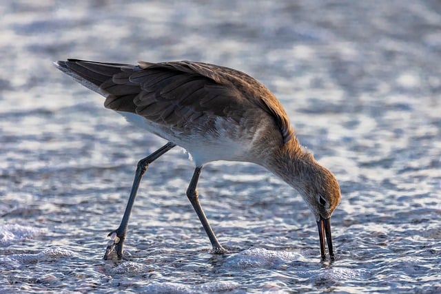 Kostenloser Download Bairds Sandpiper Bird Animal Kostenloses Bild zur Bearbeitung mit dem kostenlosen Online-Bildeditor GIMP