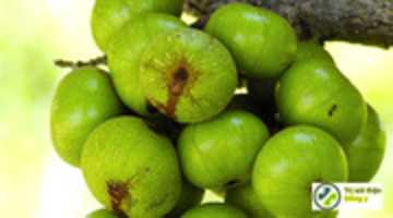 Free download bai-thuoc-chua-soi-mat-hieu-qua-tu-trai-sung free photo or picture to be edited with GIMP online image editor