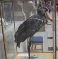 Free download Balaeniceps rex - Ark Project free photo or picture to be edited with GIMP online image editor