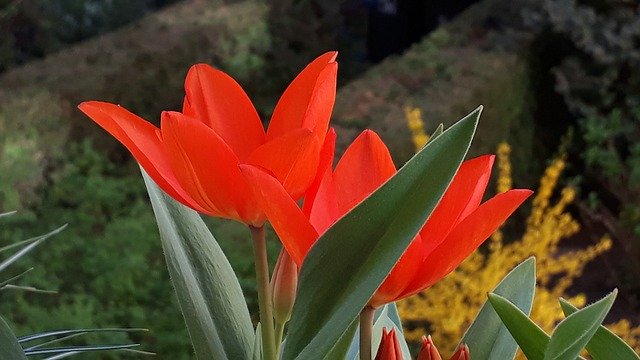 Free download Balcony Spring Tulips -  free photo or picture to be edited with GIMP online image editor