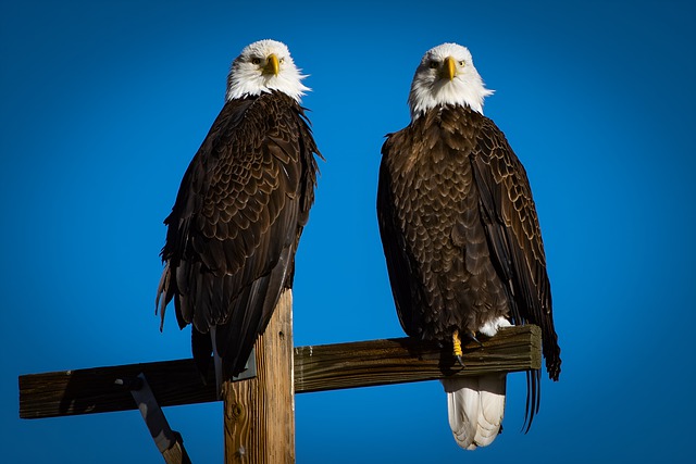 Free download bald eagle bird eagle raptor free picture to be edited with GIMP free online image editor