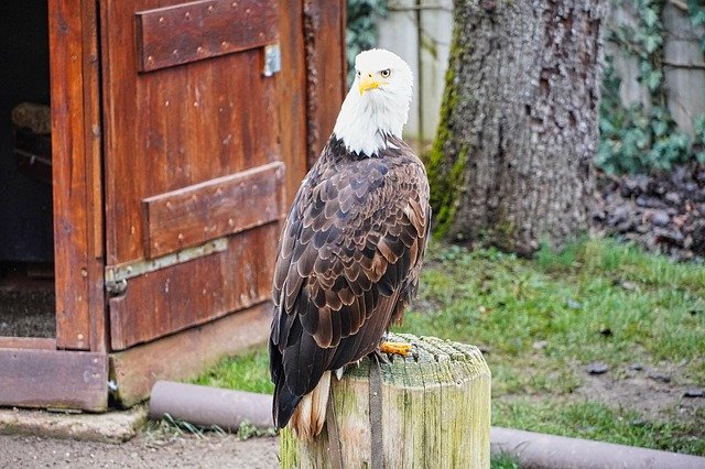 Free download Bald Eagle Bird Park Wildlife -  free free photo or picture to be edited with GIMP online image editor