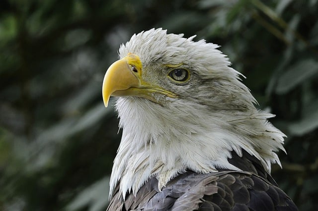 Free download bald eagle eagle bird raptor avian free picture to be edited with GIMP free online image editor