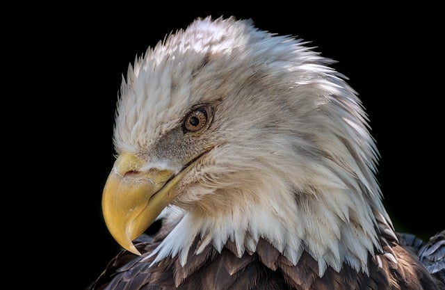Bezpłatne pobieranie łysego orła ptaka raptora darmowe zdjęcie do edycji za pomocą bezpłatnego edytora obrazów online GIMP