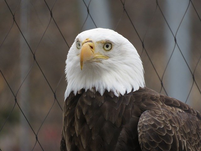הורדה חינם Bald Eagle Serious Bird - תמונה או תמונה בחינם לעריכה עם עורך התמונות המקוון GIMP