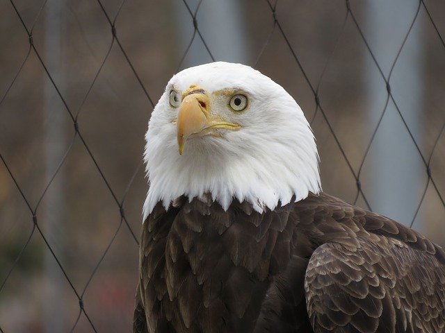 Free download Bald Eagle Serious Bird -  free photo or picture to be edited with GIMP online image editor