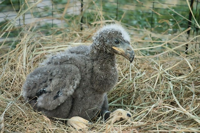 Free download bald eagle young animal nature free picture to be edited with GIMP free online image editor