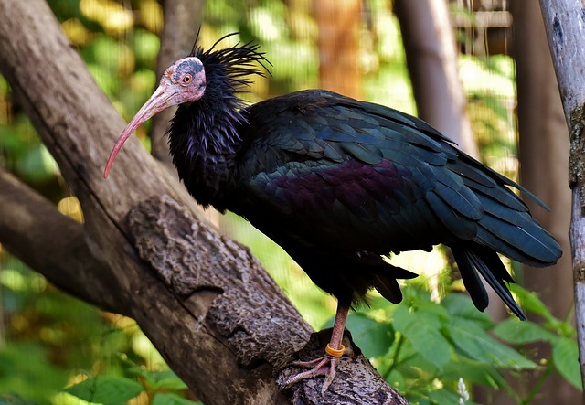 Free download bald ibis portrait bird free picture to be edited with GIMP free online image editor