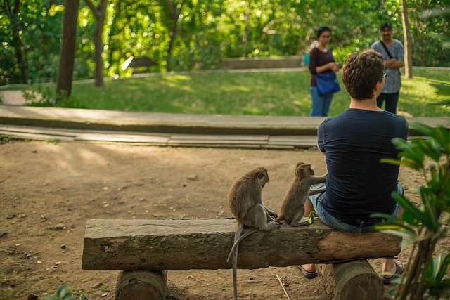 Bali Indonesia Monkey'i ücretsiz indirin - GIMP çevrimiçi resim düzenleyici ile düzenlenecek ücretsiz fotoğraf veya resim