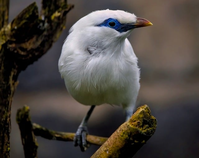 Free download bali myna bali starling myna free picture to be edited with GIMP free online image editor