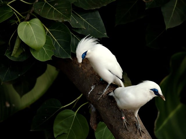 Free download bali myna myna bird stocky myna free picture to be edited with GIMP free online image editor