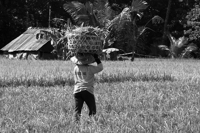 Free download Bali Rice Agriculture -  free free photo or picture to be edited with GIMP online image editor