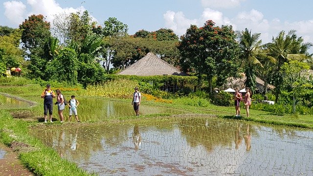 Gratis download Bali Rice Field Indonesia - gratis foto of afbeelding om te bewerken met GIMP online afbeeldingseditor
