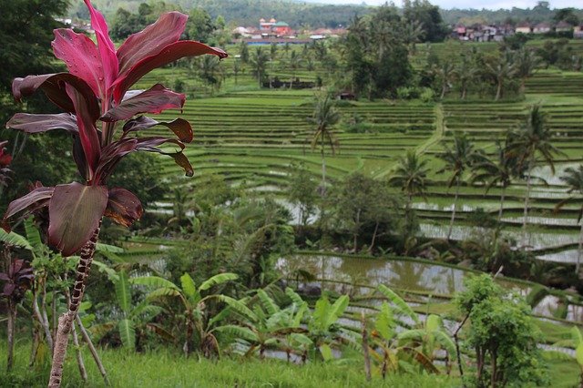 Free download Bali Rice Terrace Indonesia -  free photo or picture to be edited with GIMP online image editor