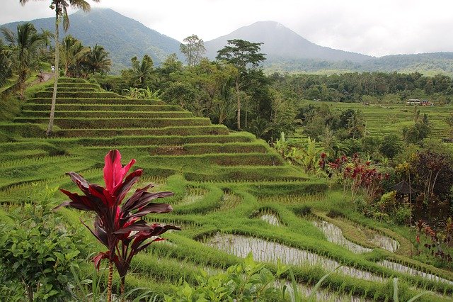 Free download Bali Rice Terrace Landscape -  free photo or picture to be edited with GIMP online image editor