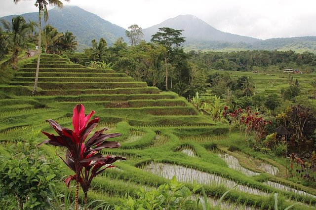 Gratis download Bali Rijstterraslandschap - gratis foto of afbeelding om te bewerken met GIMP online afbeeldingseditor